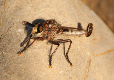 Efferia Robber Fly species; male