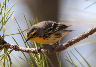 Grace's Warbler