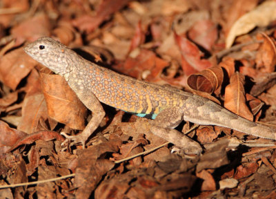 Greater Earless Lizard; male