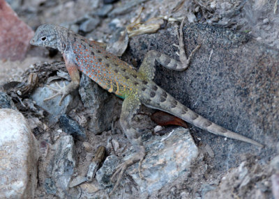 Greater Earless Lizard; male