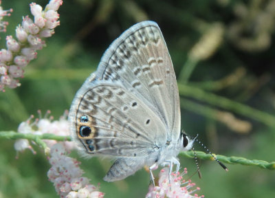 Hemiargus ceraunus; Ceraunus Blue