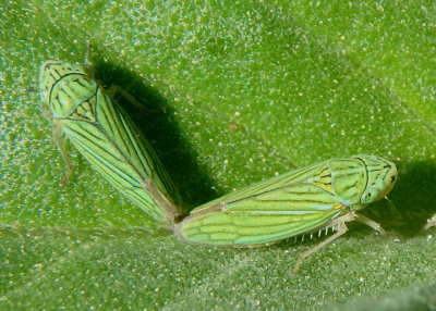 Graphocephala cythura; Sharpshooter species