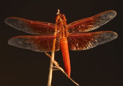 Libellula saturata; Flame Skimmer; male
