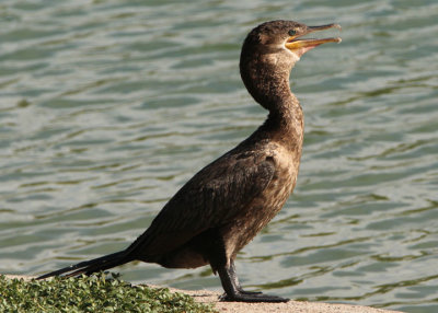Neotropic Cormorant; immature