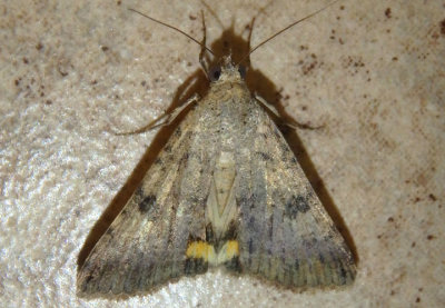 8614 - Bulia deducta; Owlet Moth species