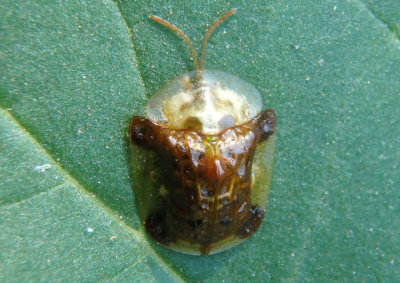 Plagiometriona clavata; Clavate Tortoise Beetle