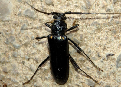 Susuacanga ulkei; Long-horned Beetle species