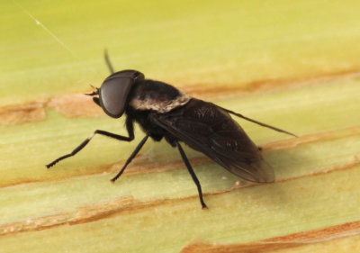 Tabanus punctifer; Western Horse Fly; female