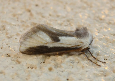 4648 - Norape tenera; Mesquite Stinger Moth