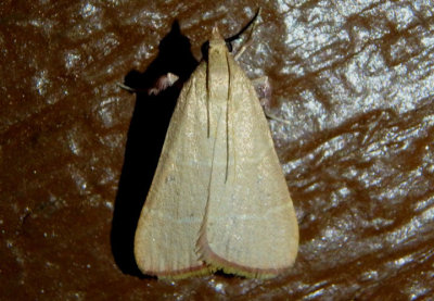 5537 - Caphys arizonensis; Pyralid Moth species