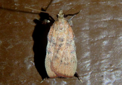 5553 - Galasa nigripunctalis; Pyralid Moth species