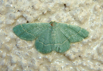 7074 - Chlorochlamys phyllinaria; Thin-lined Chlorochlamys Moth; female