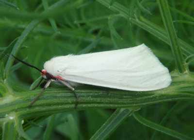 8253 - Pygarctia roseicapitis; Tiger Moth species; female