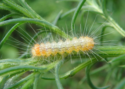 8253 - Pygarctia roseicapitis; Tiger Moth species caterpillar