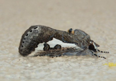 9307 - Euscirrhopterus gloveri; Purslane Moth