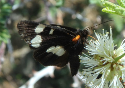 9313 - Alypiodes geronimo; Owlet Moth species