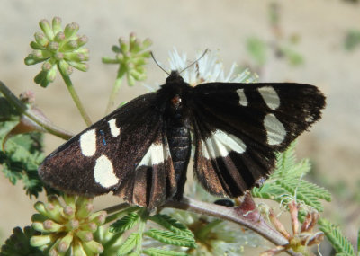 9313 - Alypiodes geronimo; Owlet Moth species