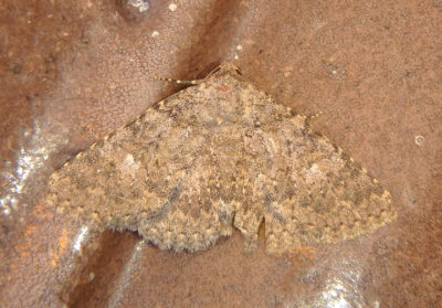 8680.2 - Matigramma emmilta; Owlet Moth species