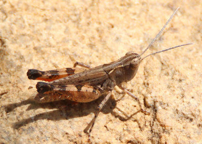 Ageneotettix deorum; White-whiskered Grasshopper; male
