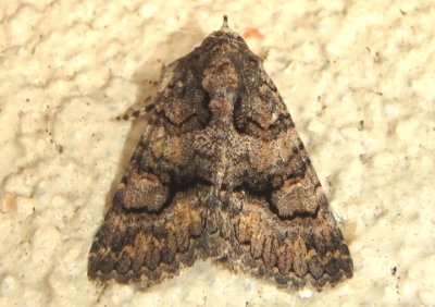 8659 - Heteranassa mima; Owlet Moth species
