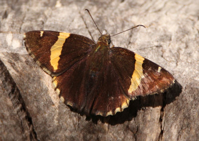 Autochton cellus; Golden-banded Skipper