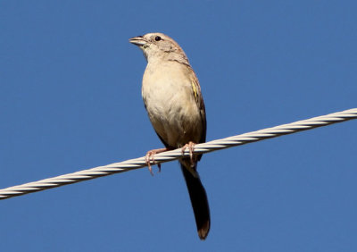 Botteri's Sparrow