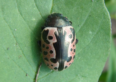 Calligrapha diversa; Leaf Beetle species