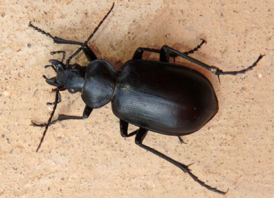 Calosoma peregrinator; Caterpillar Hunter species