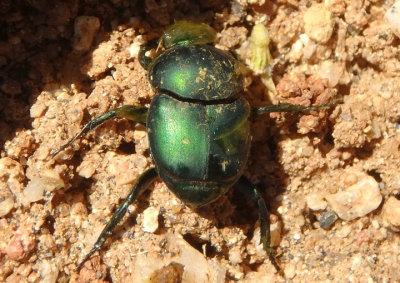 Canthon indigaceus; Dung Beetle species