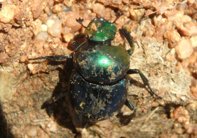 Canthon indigaceus; Dung Beetle species