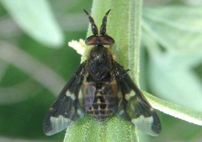 Chrysops Deer Fly species; male