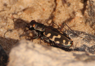Cicindelidia haemorrhagica; Wetsalts Tiger Beetle