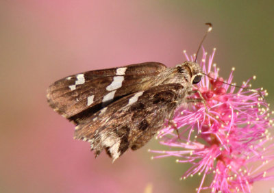 Codatractus arizonensis; Arizona Skipper