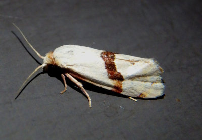 3852 - Cochylus pimana; Tortricid Moth species