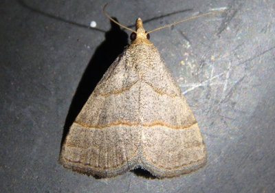 8410 - Zelicodes linearis; Owlet Moth species