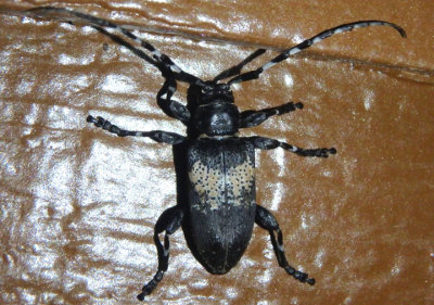 Coenopoeus palmeri; Long-horned Beetle species