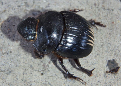 Dichotomius colonicus; Dung Beetle species
