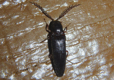 Dicrepidius corvinus; Click Beetle species; male