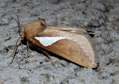 4670 - Prolimacodes trigona; Western Skiff Moth