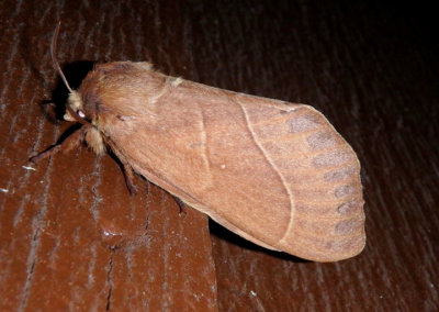 7692 - Dicogaster coronada; Lappet Moth species; female