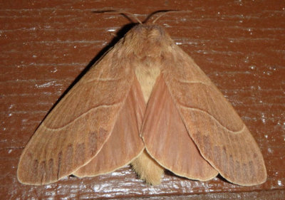 7692 - Dicogaster coronada; Lappet Moth species; female