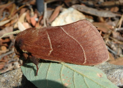 7692 - Dicogaster coronada; Lappet Moth species; male