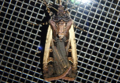 10878 - Striacosta albicosta; Western Bean Cutworm Moth