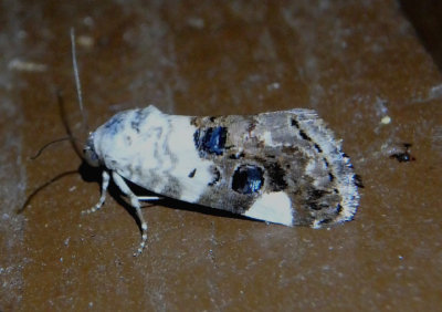 9159.2 - Tarache geminocula; Bird Dropping Moth species