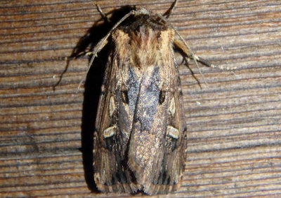 10870.1 - Dichagyris cataclivis; Dart Moth species