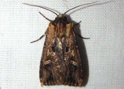 10870.1 - Dichagyris cataclivis; Dart Moth species