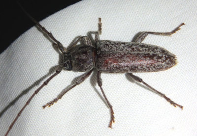 Enaphalodes atomarius; Long-horned Beetle species