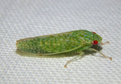 Gypona bimaculata; Leafhopper species