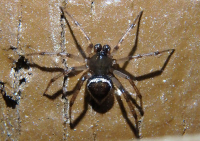 Euryopis Cobweb Spider species