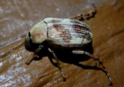 Isonychus arizonensis; May Beetle species
